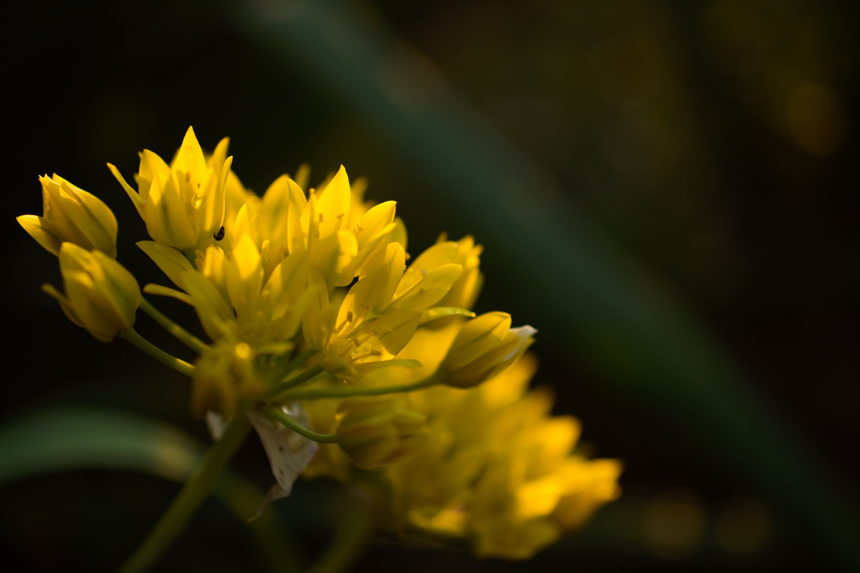 DSC_0939 (1)